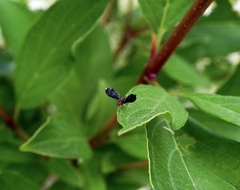 Trypetisoma sticticum