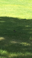 Junco hyemalis shufeldti