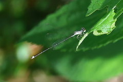 Enallagma vesperum