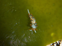 Diaphoreolis lagunae