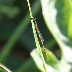 Enallagma vesperum
