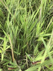 Dichanthelium villosissimum