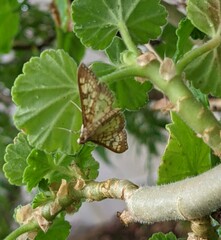 Mimorista subcostalis