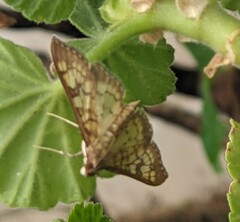 Mimorista subcostalis