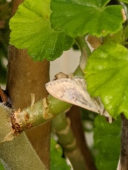 Mimorista subcostalis