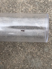 Tetramorium hispidum
