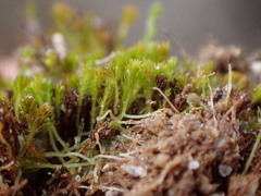 Takakia ceratophylla