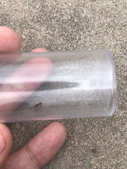 Tetramorium hispidum