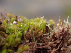 Takakia ceratophylla