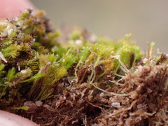 Takakia ceratophylla