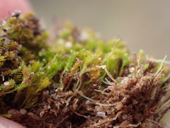 Takakia ceratophylla