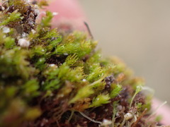 Takakia ceratophylla