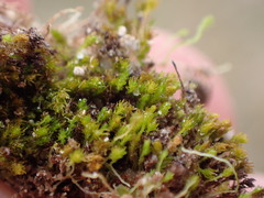 Takakia ceratophylla