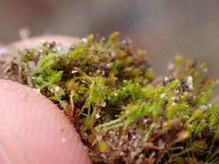 Takakia ceratophylla