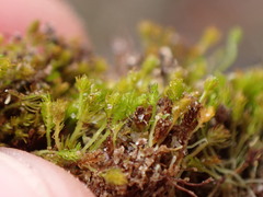 Takakia ceratophylla