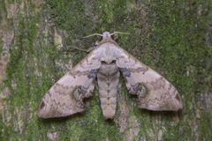 Daphnusa