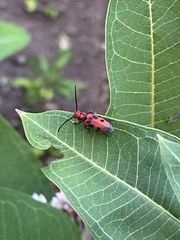 Tetraopes tetrophthalmus