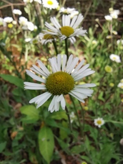 Erigeron galeottii