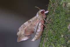 Daphnusa