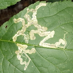 Phytomyza aralivora