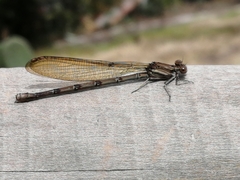 Argia