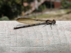 Argia