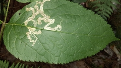 Phytomyza aralivora