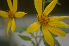Bidens segetum