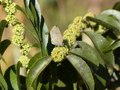 Parrhasius polibetes