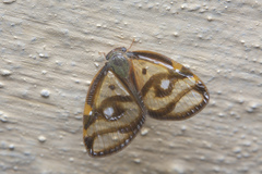Euricania ocellus