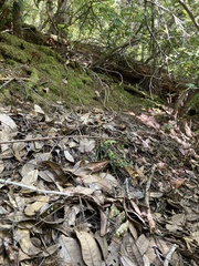 Pityopus californicus