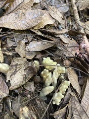 Pityopus californicus