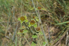 Dimerostemma brasilianum