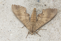 Marumba
