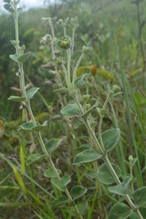 Dimerostemma brasilianum