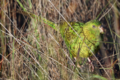 Pezoporus wallicus wallicus