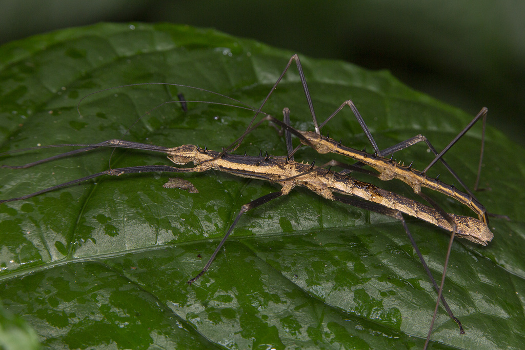 Neohirasea catbaensis