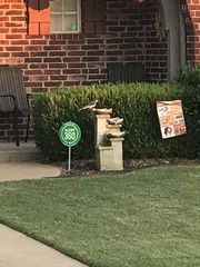 Cyanocitta cristata bromia