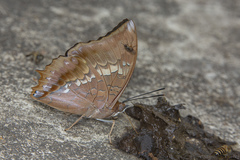 Charaxes