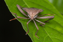 Prionolomia