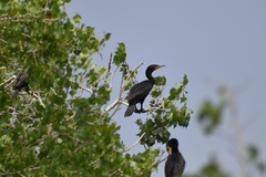 Nannopterum brasilianum mexicanum
