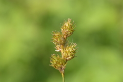 Carex bicknellii