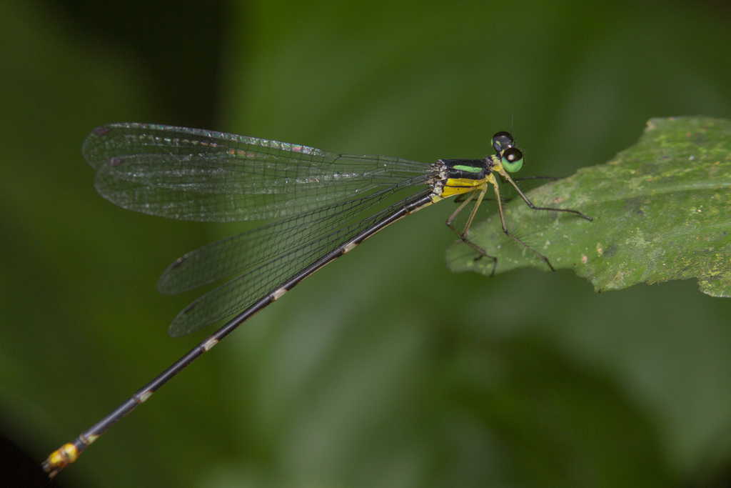 Coeliccia uenoi