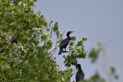 Nannopterum brasilianum mexicanum