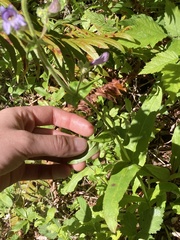 Penstemon rattanii