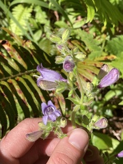 Penstemon rattanii