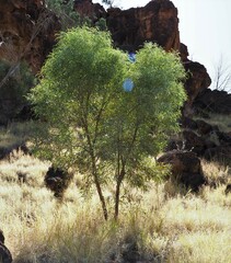 Acacia undoolyana