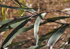 Acacia undoolyana