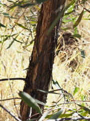 Acacia undoolyana