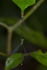 Coeliccia pulchella